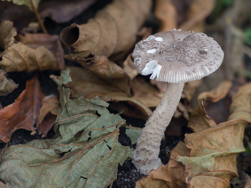 Amanita friabilis